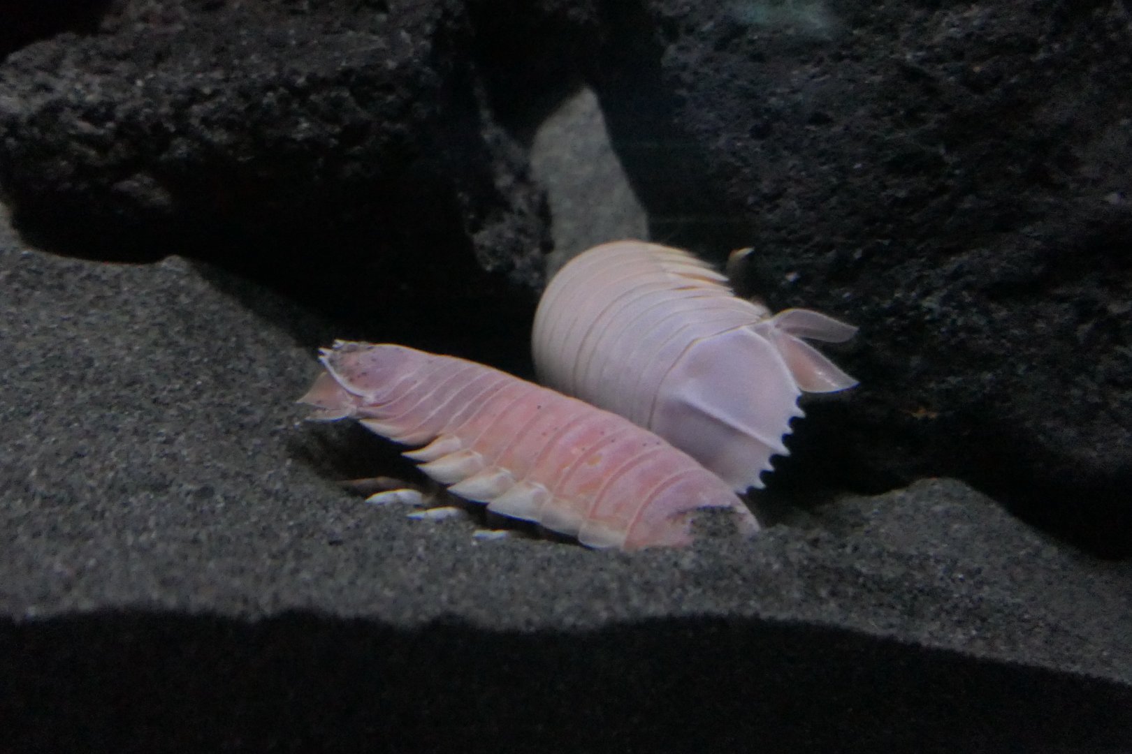 Doederlein's Giant Isopod (Bathynomus doederleinii)