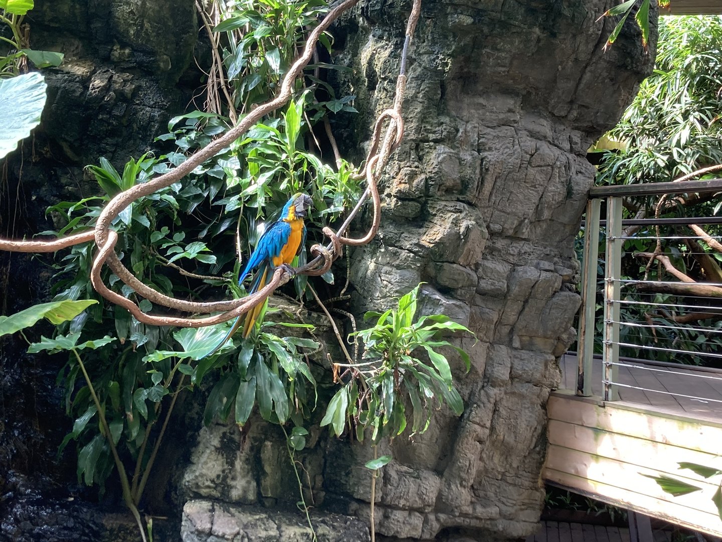 Does anyone know if the macaws free-flight?