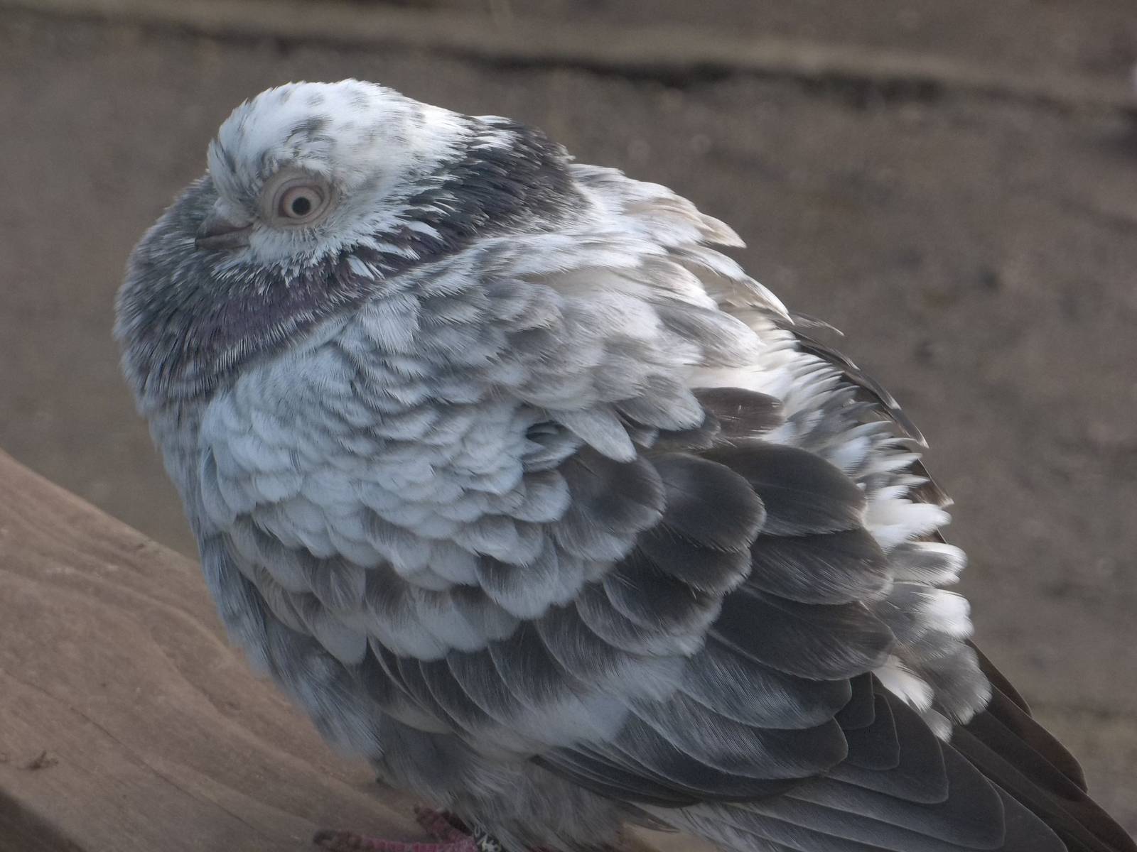 Does anyone know the variety please? 14th February 2015