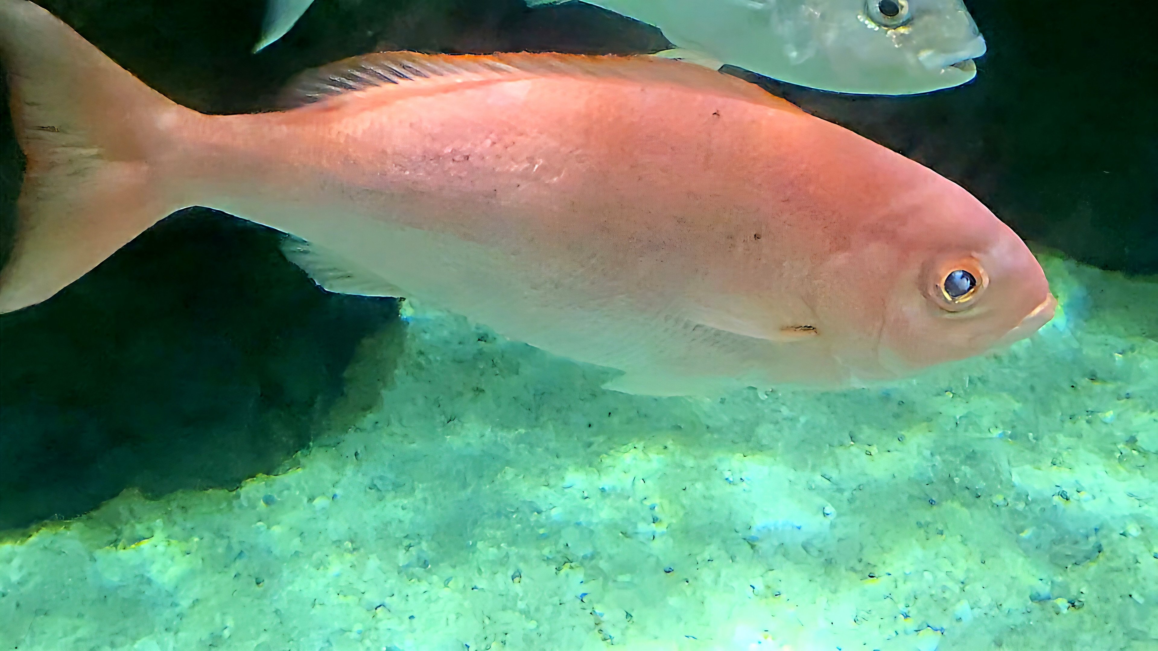 Does anyone know what kind of fish?