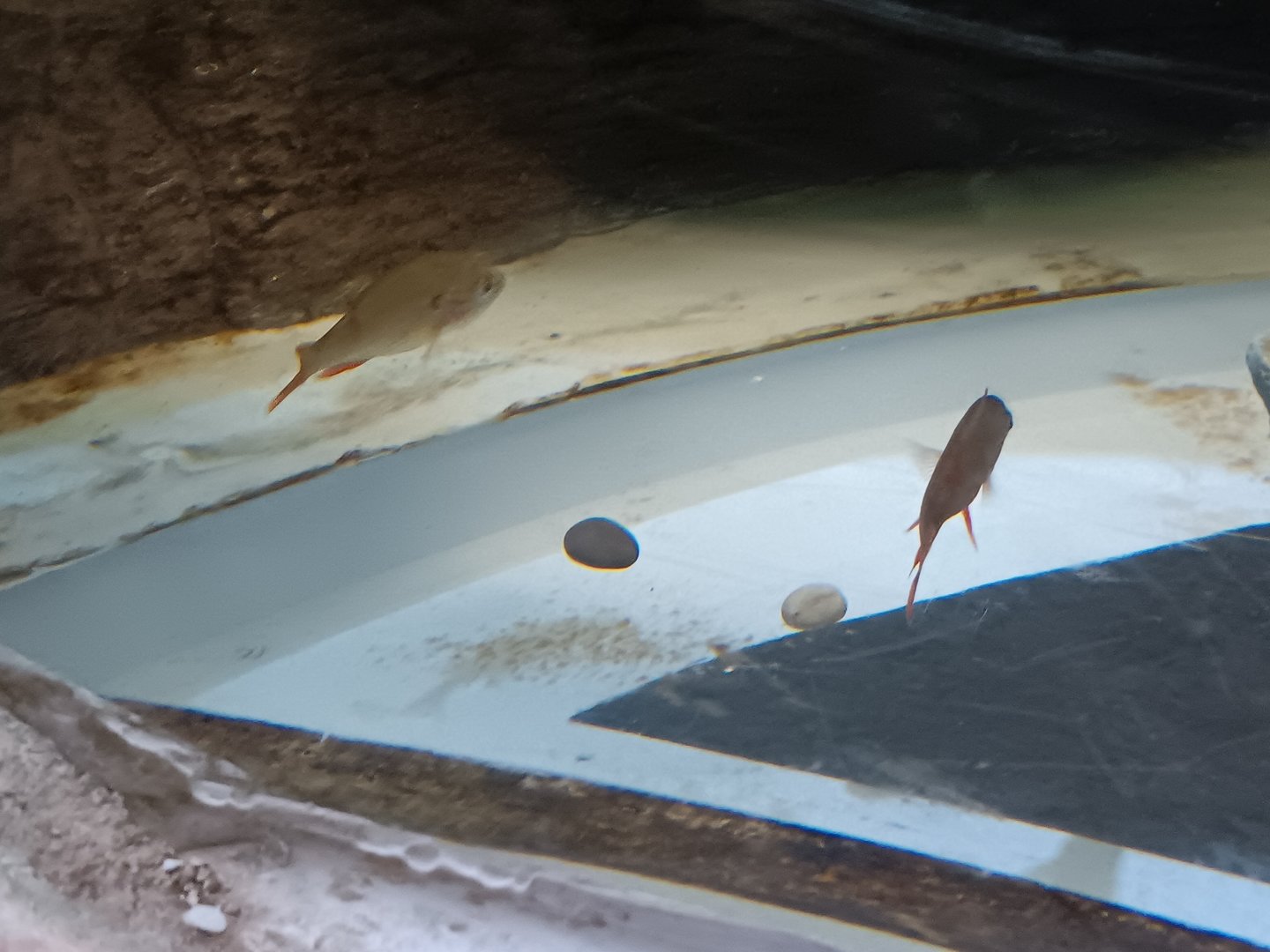 Does anyone know what species of fish this is?