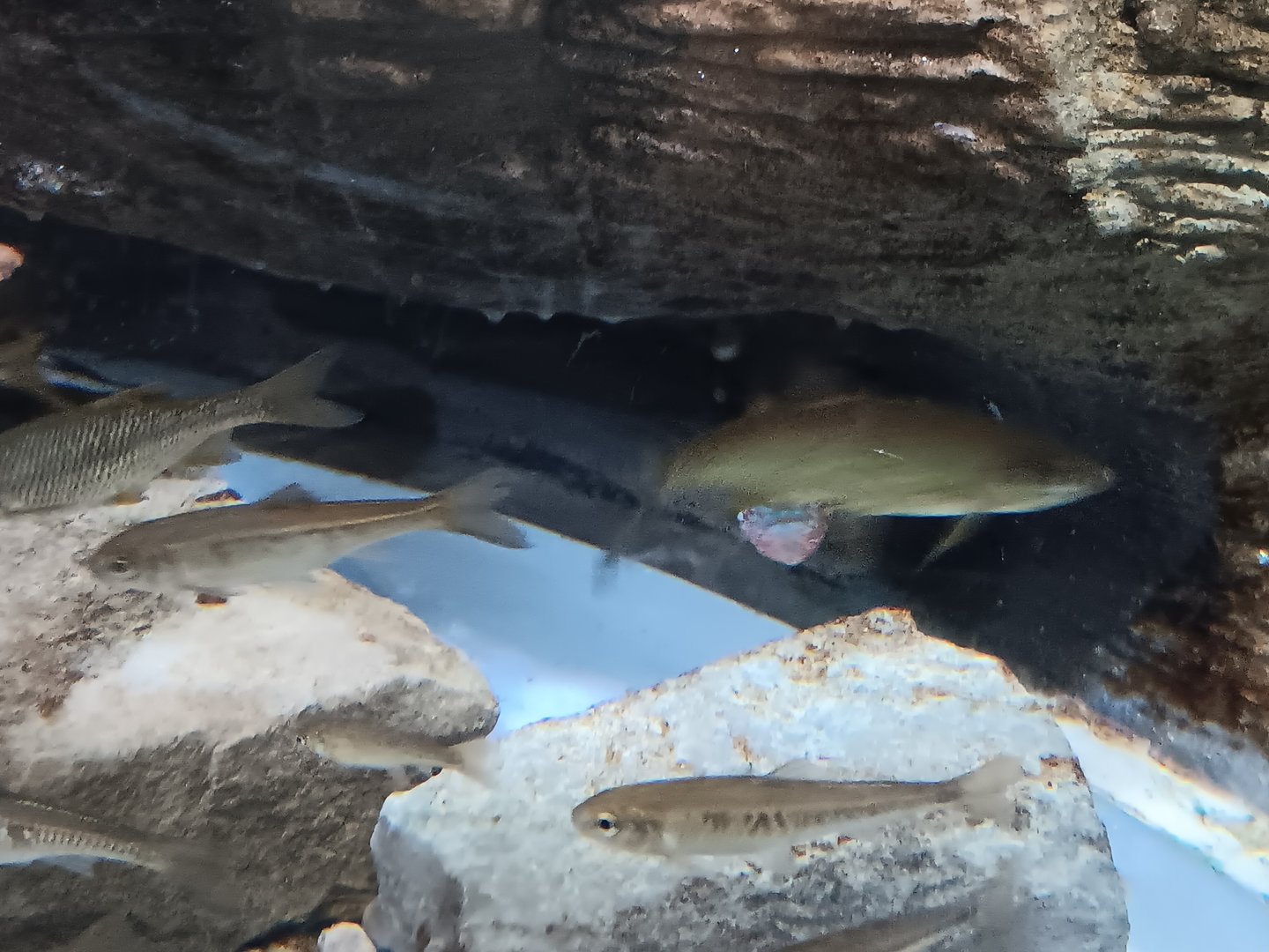 Does anyone know what this species is?