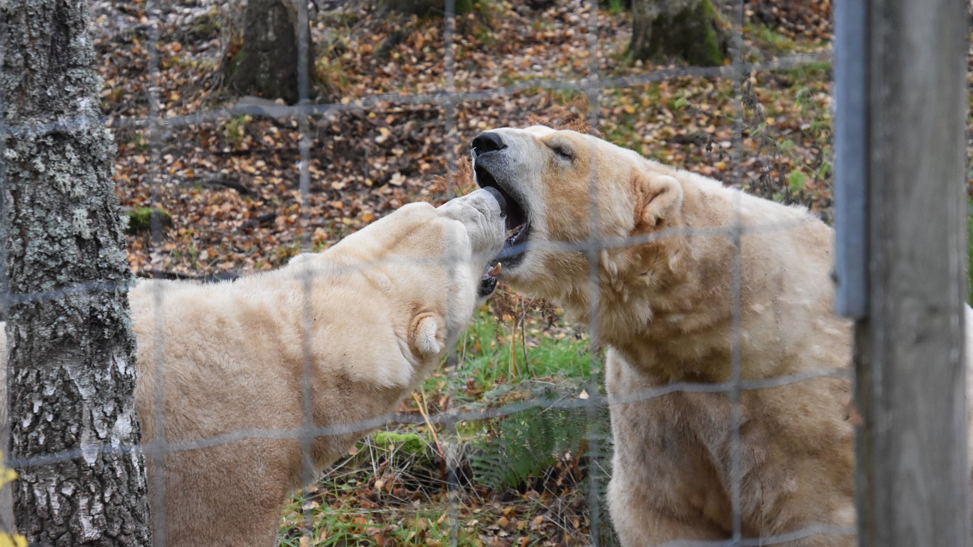 Does my breath smell bad to you?