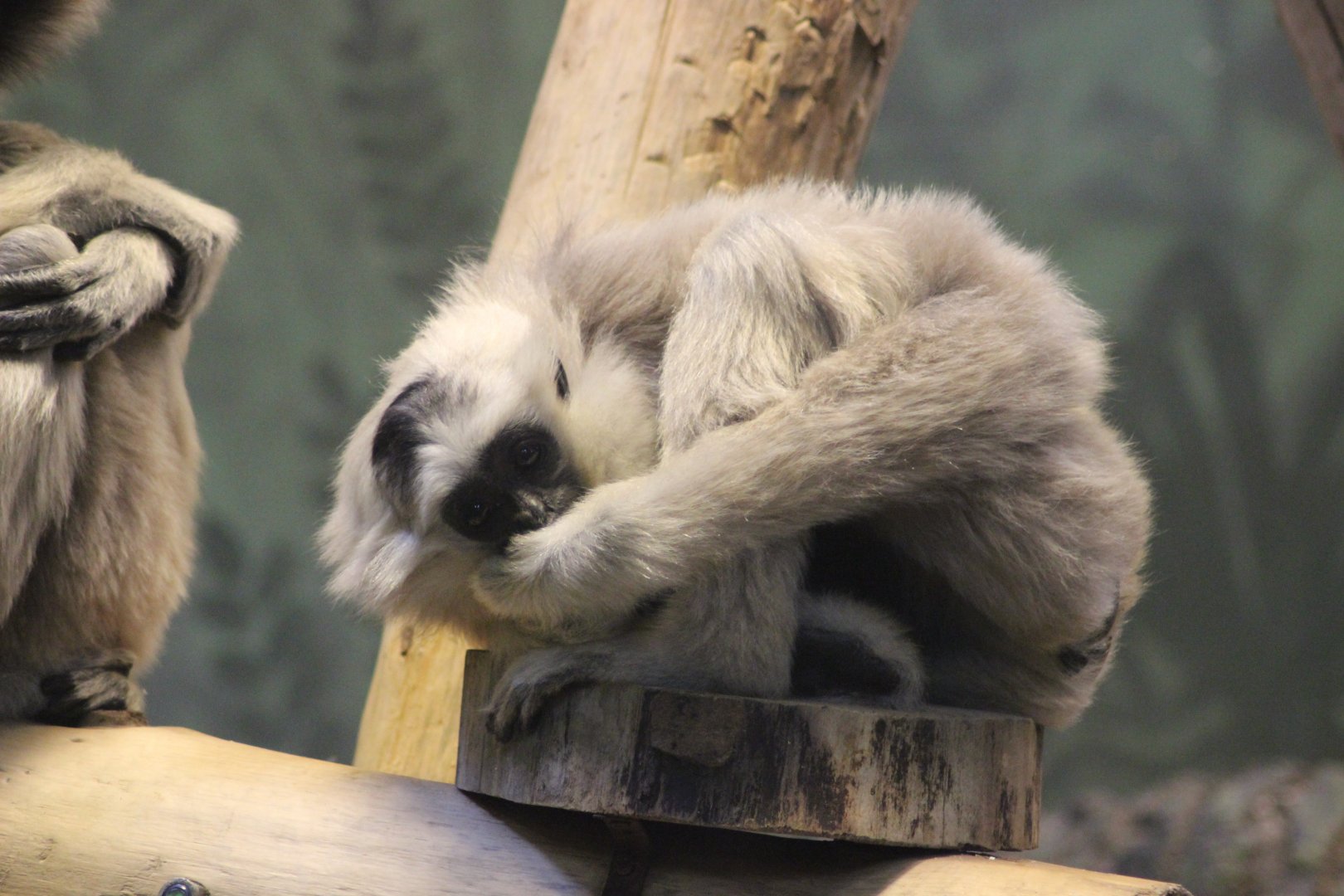 Does My Breath Smell