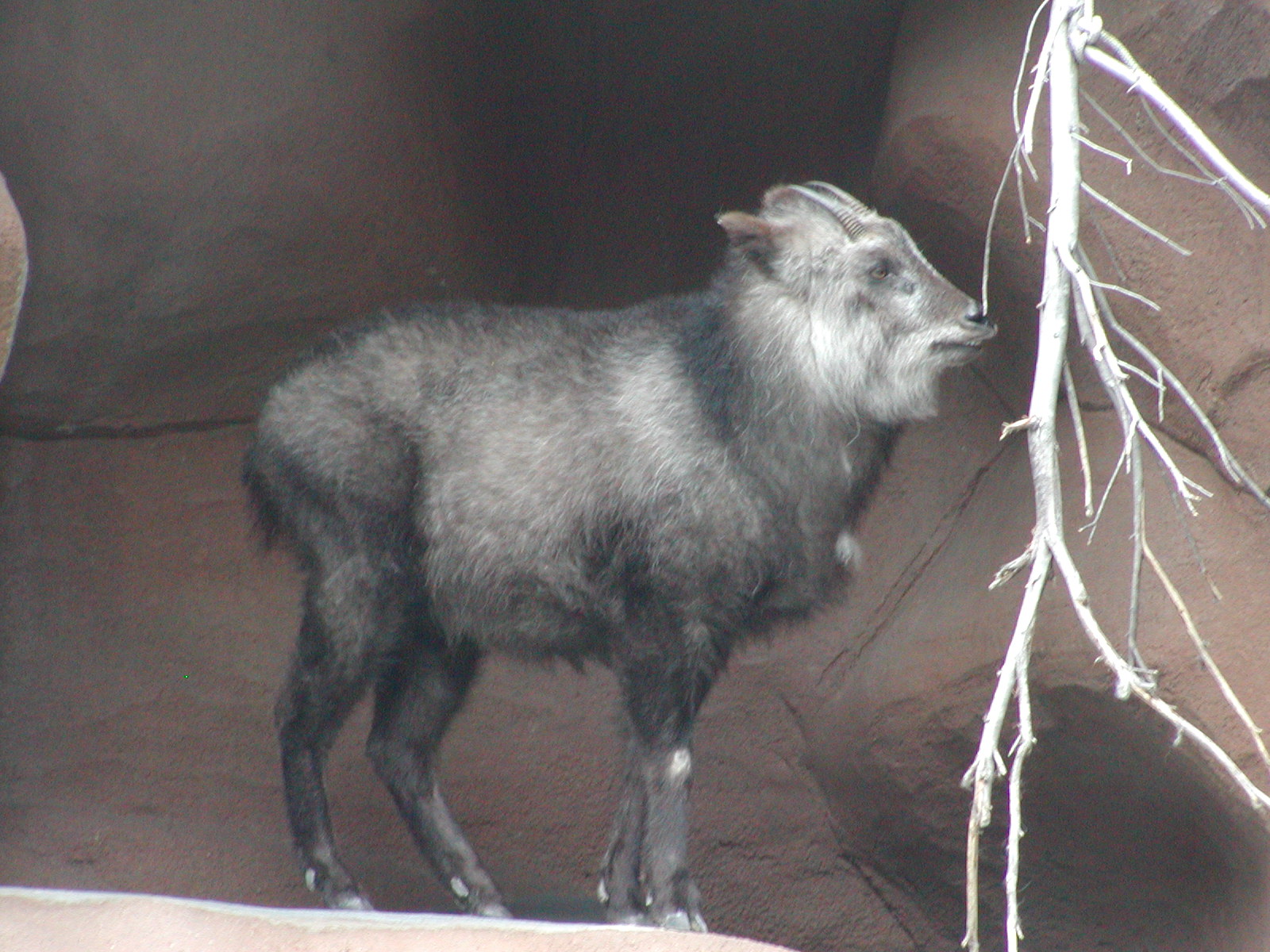 Dog and Cat Canyon - Japanese Serow