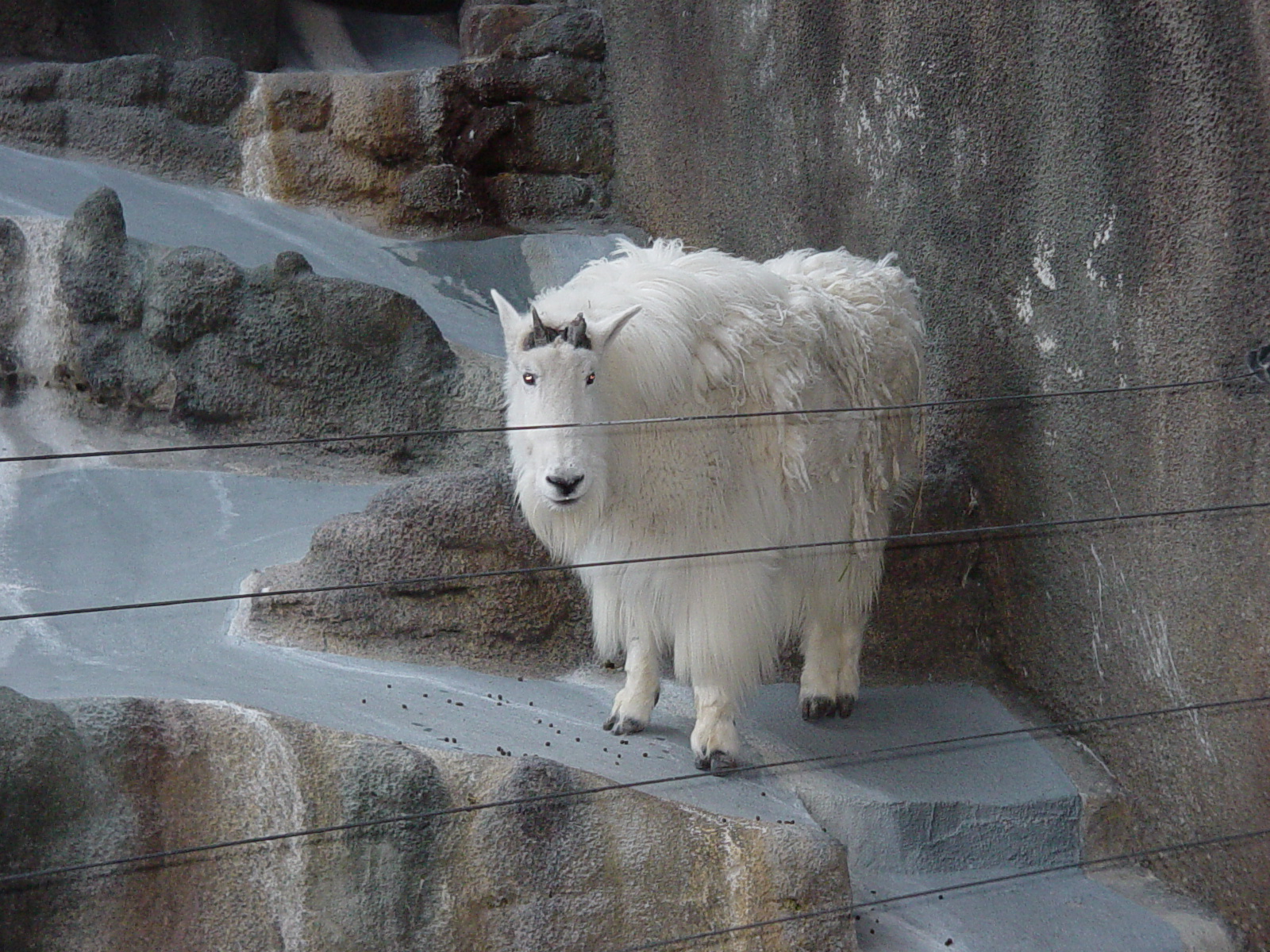 Dog and Cat Canyon - Rocky Mountain Goat