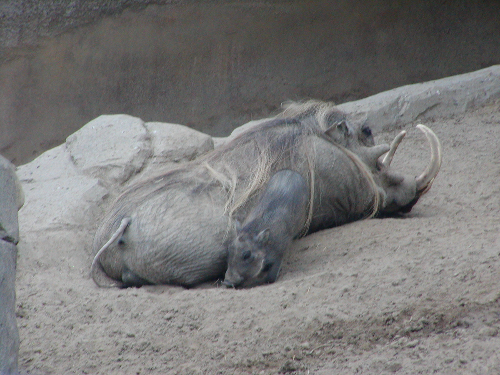 Dog and Cat Canyon - Southern Warthog