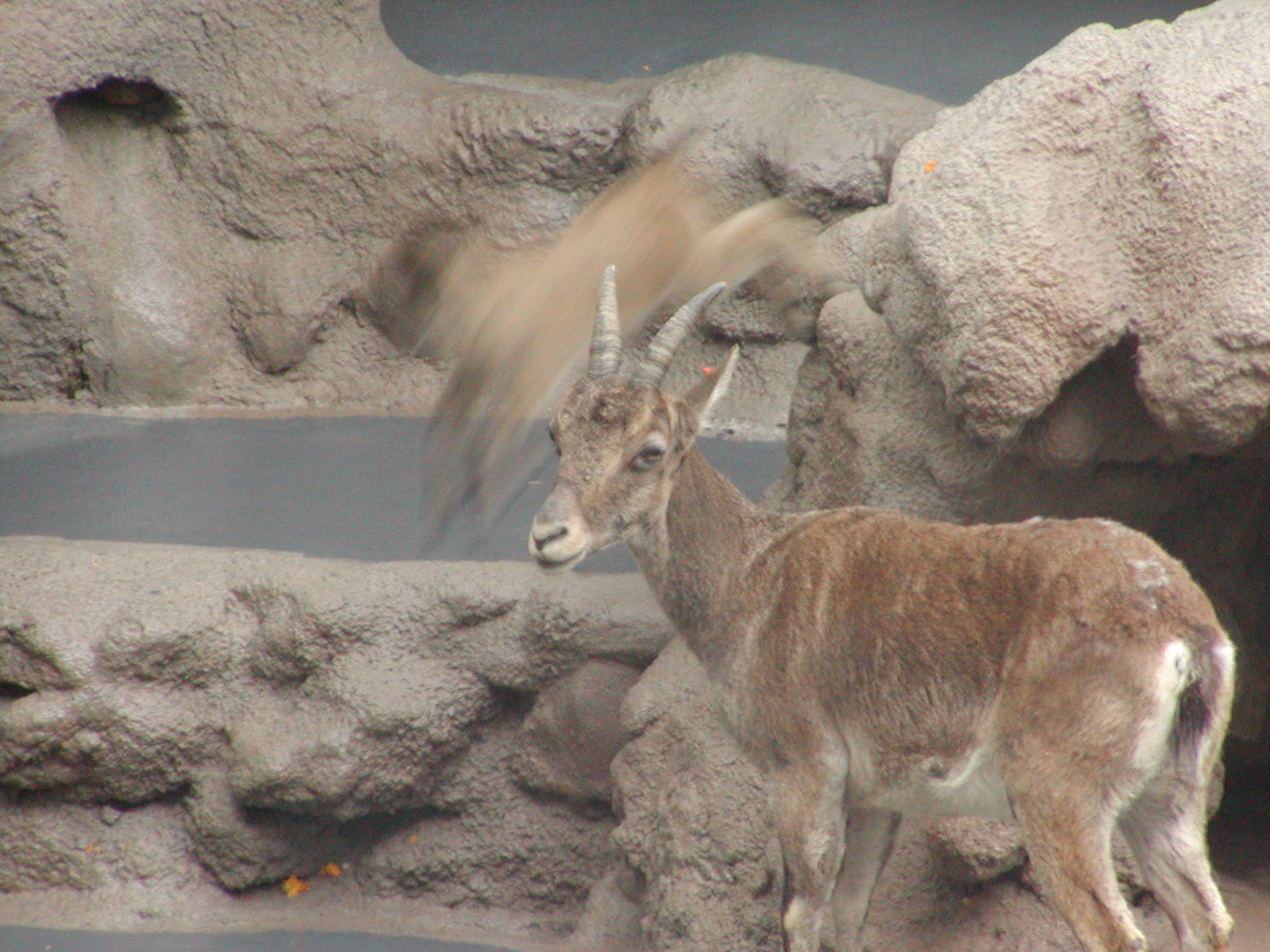Dog and Cat Canyon - Spanish Ibex