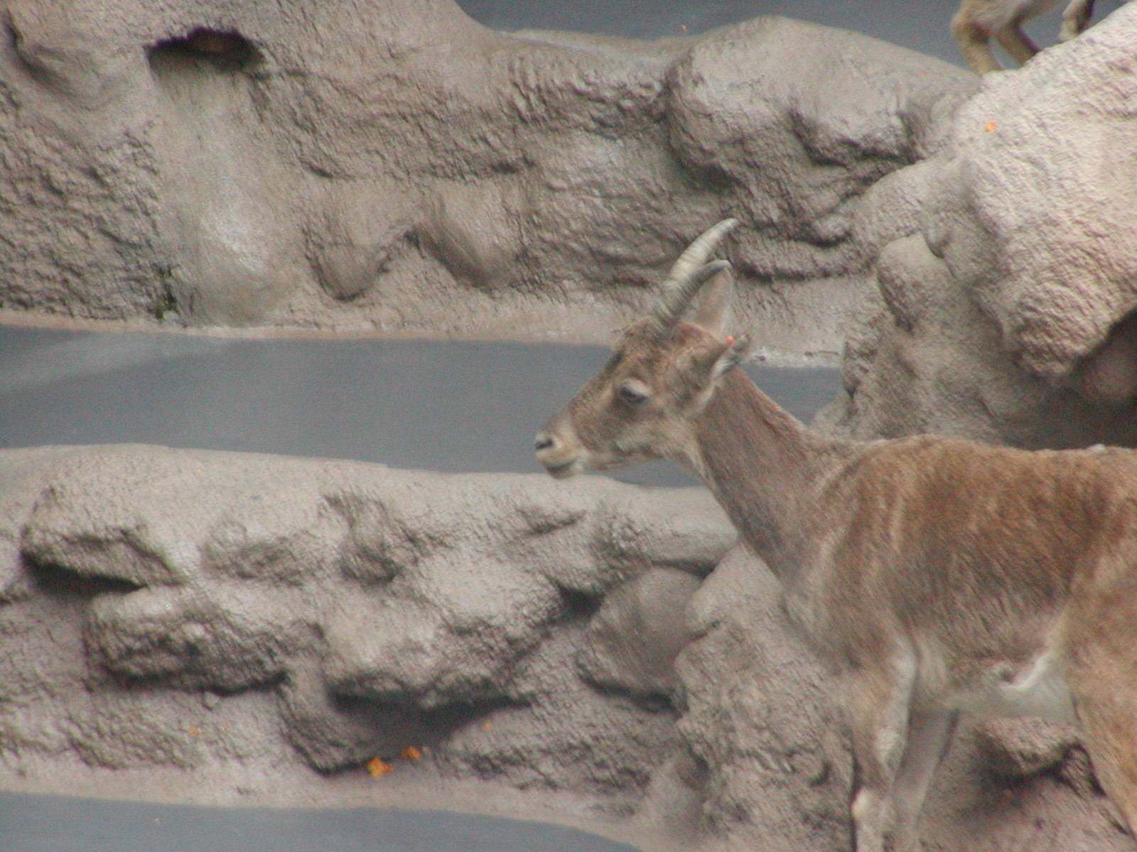 Dog and Cat Canyon - Spanish Ibex