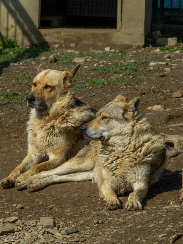 Dog and hybrid (wolf x dog)
