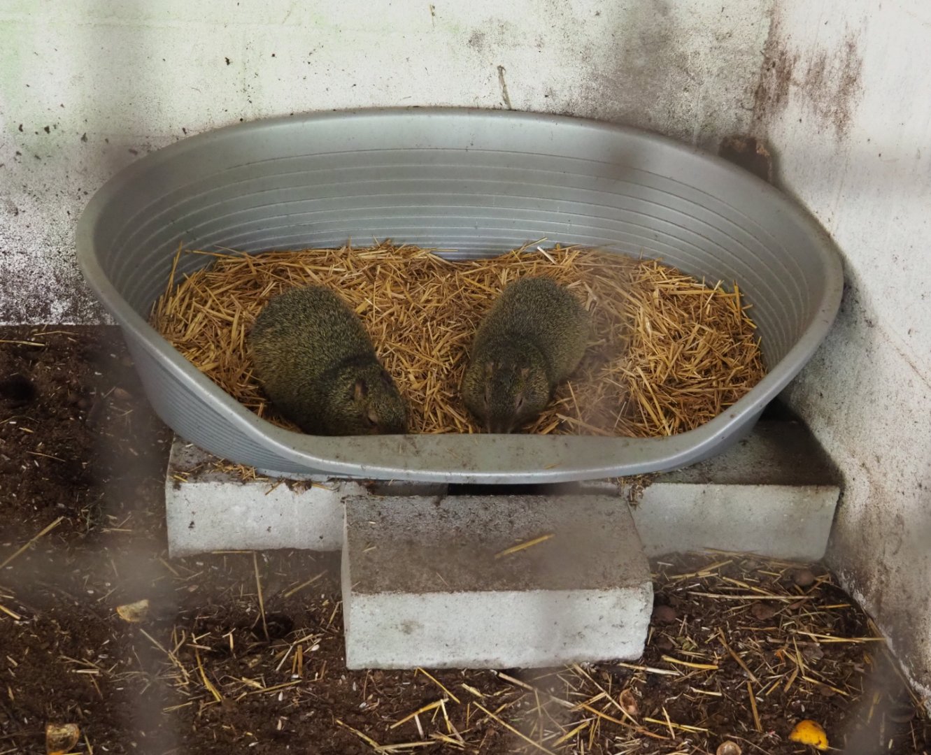 Dog basket for Azara's agoutis, 2020-06-20