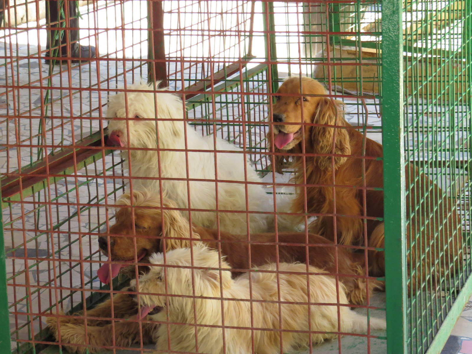Dog cage, July 2014.