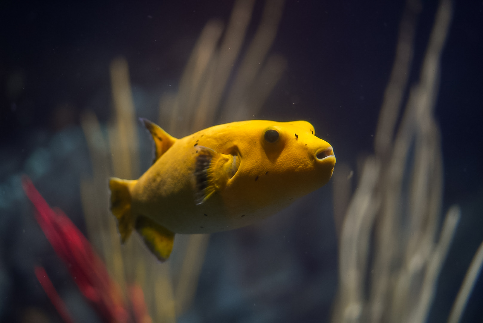 Dog Face Puffer (yellow form)