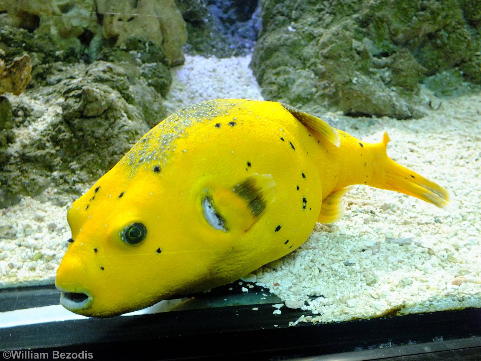 Dog-faced Puffer - Gdynia Aquarium