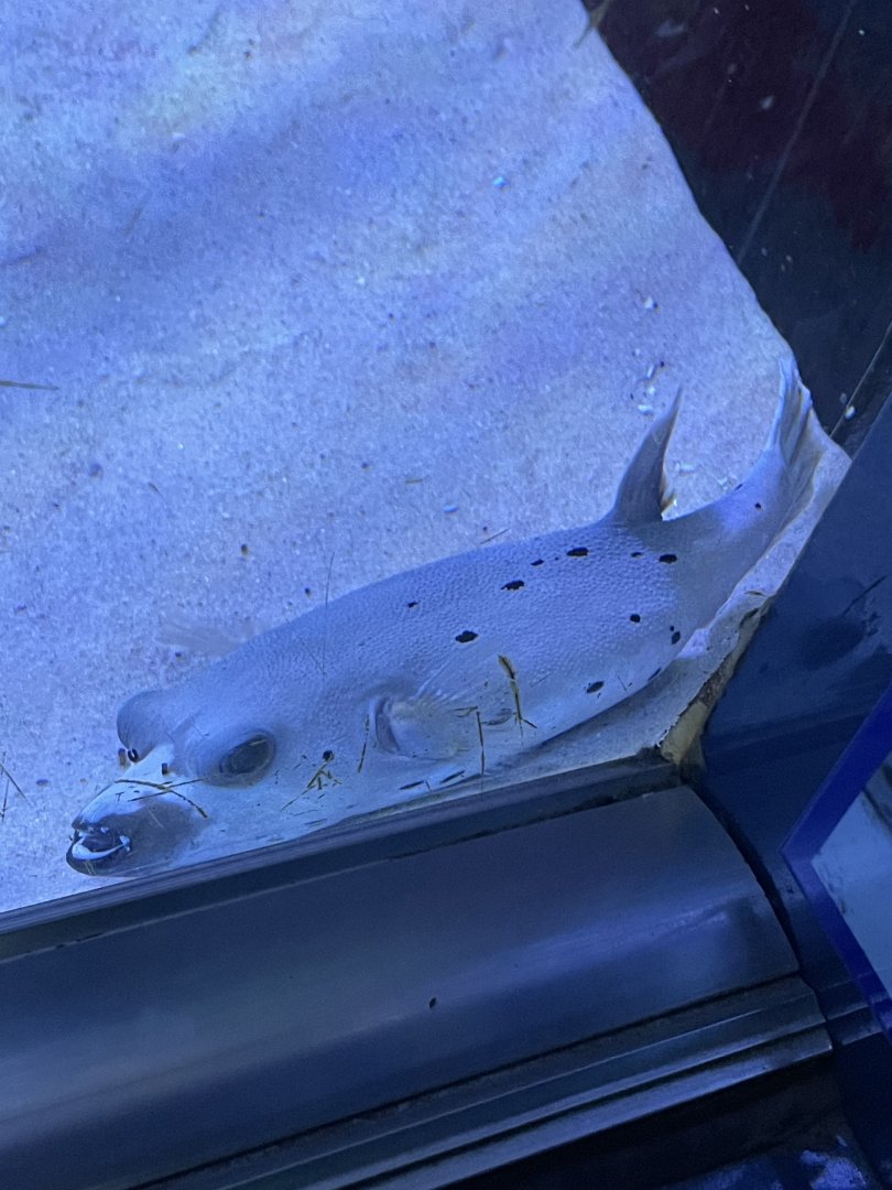 Dog-faced pufferfish (Arothron nigropunctatus)