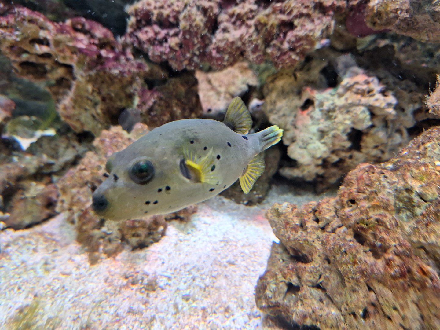 Dog-faced Pufferfish