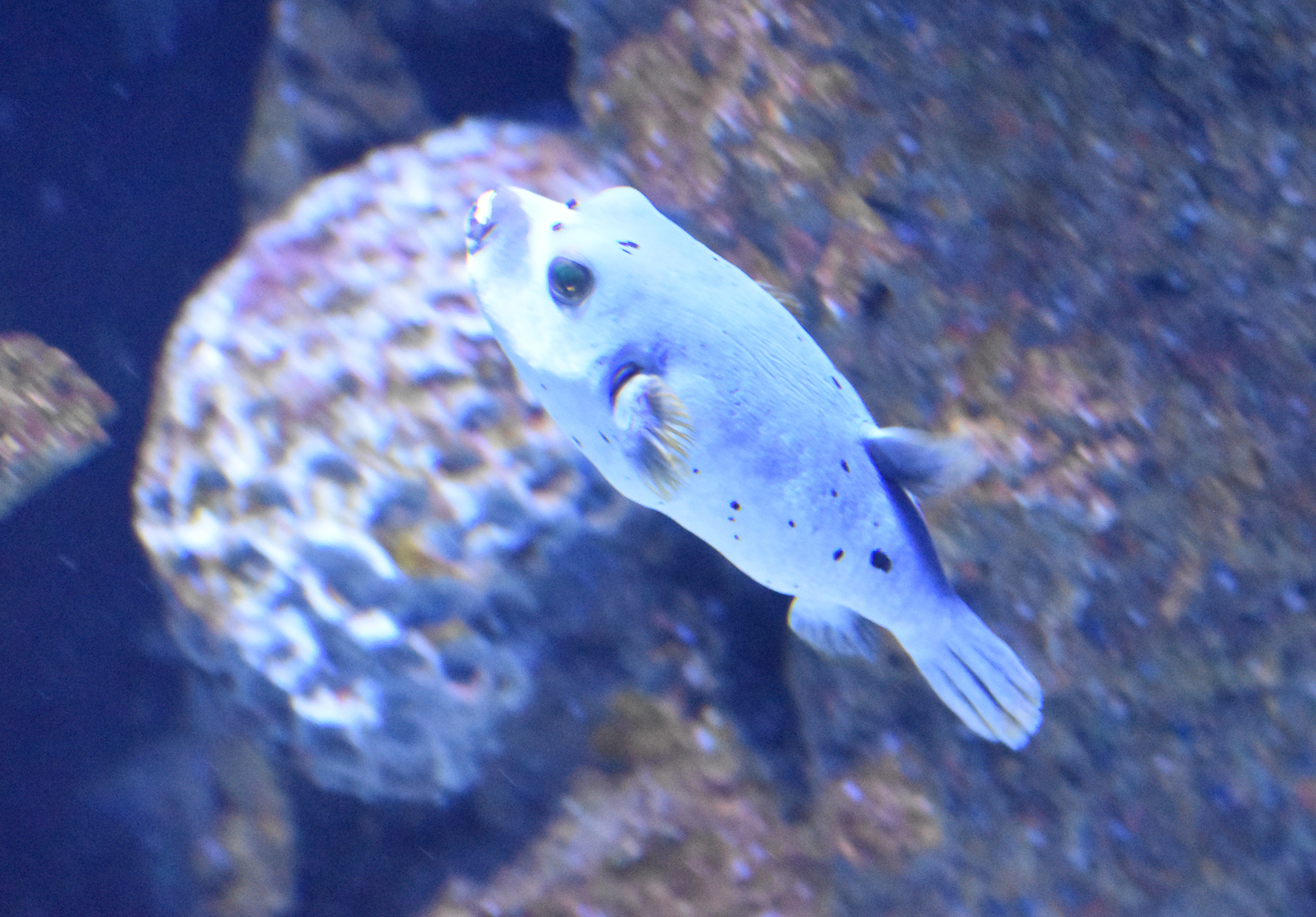 Dog-faced Pufferfish