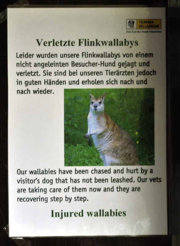 Dog hunted wallabys at munich