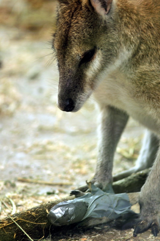 Dog hunted wallabys at munich