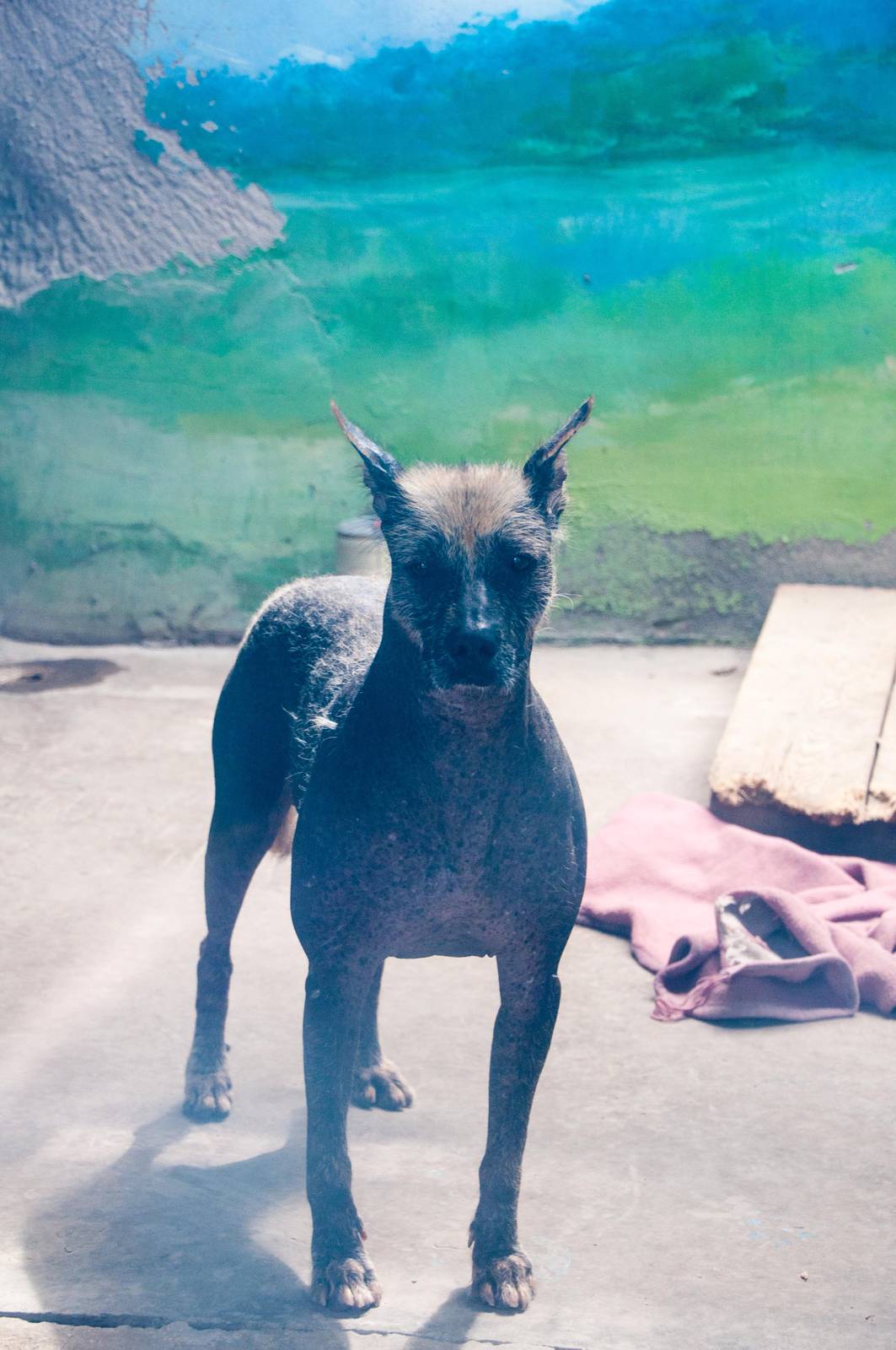 Dog in South American section 20130704