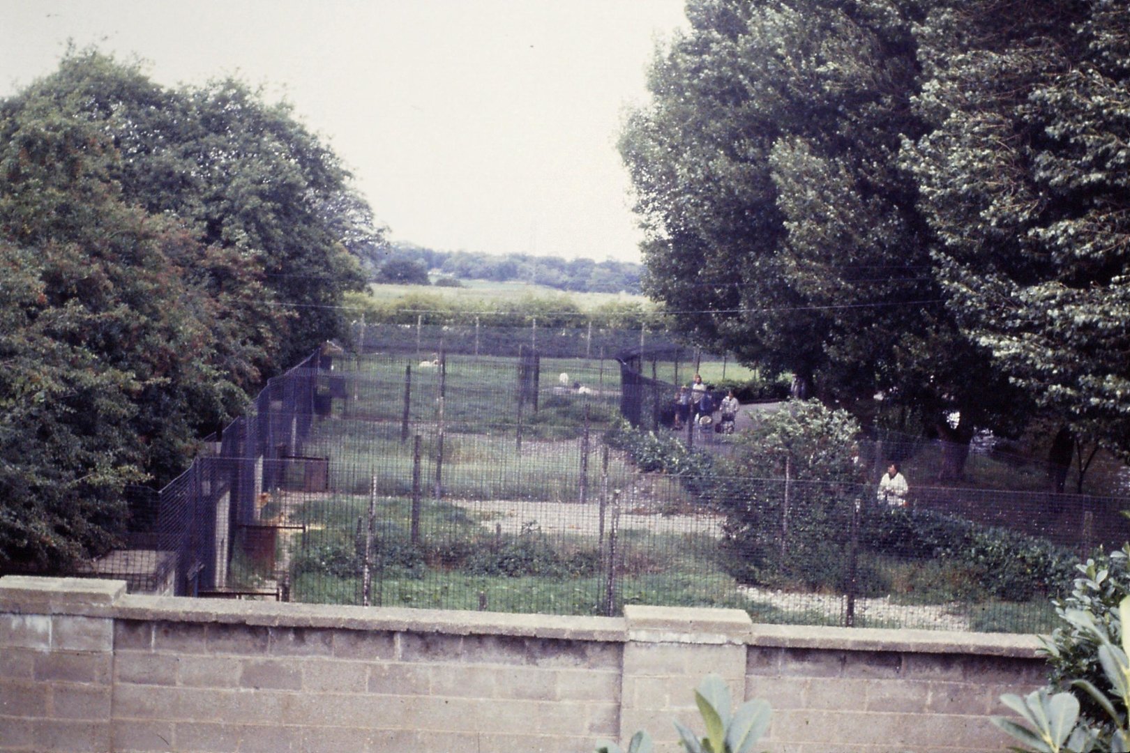 Dog pens Chester Zoo 29th August 1982