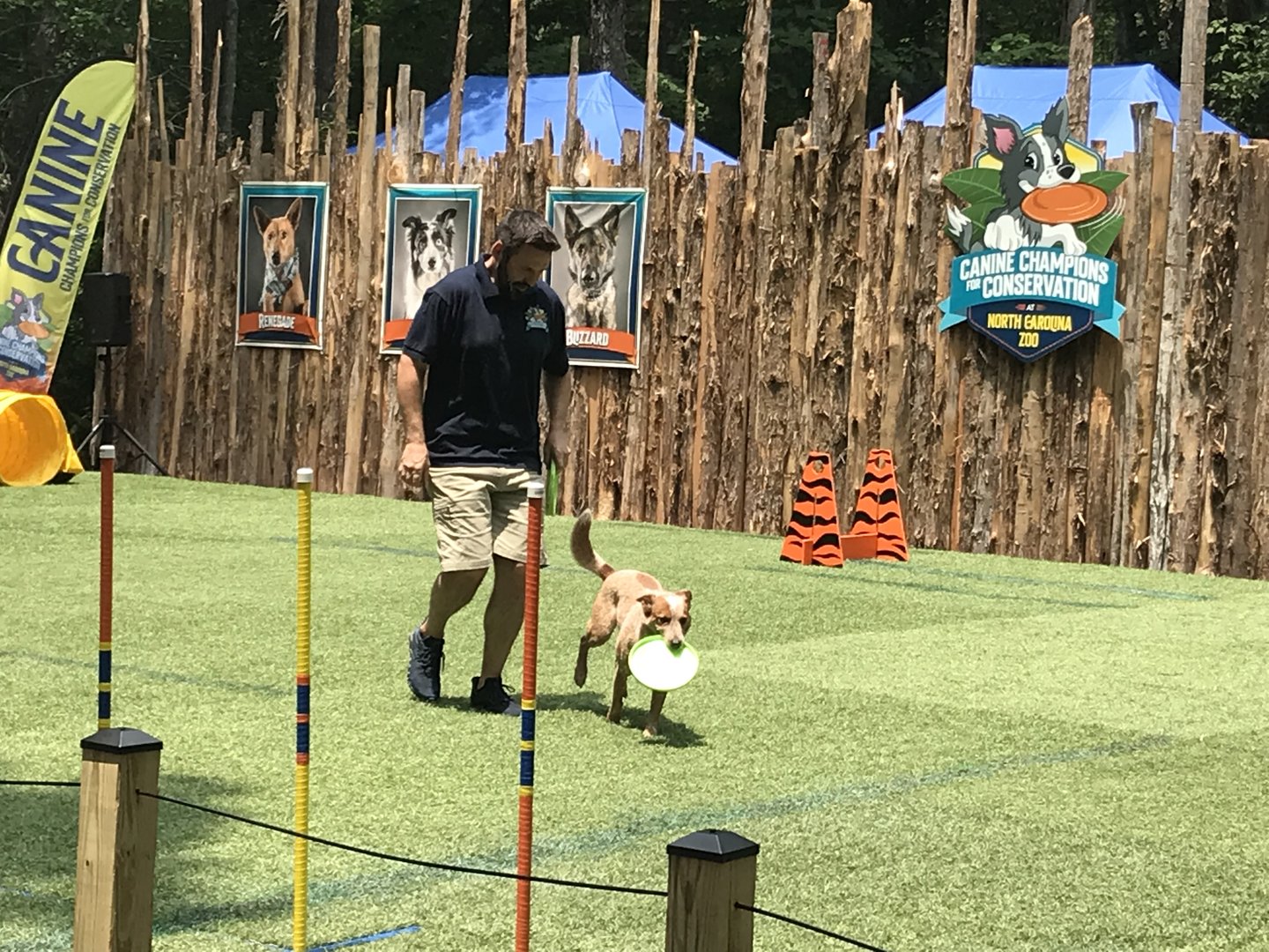 Dog Show in Action