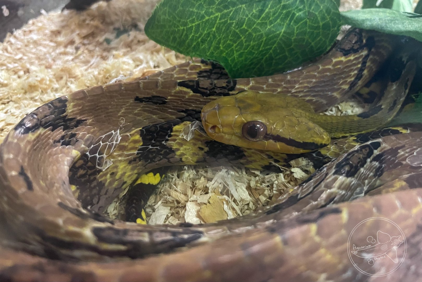 Dog-toothed Cat Snake (Boiga cynodon)