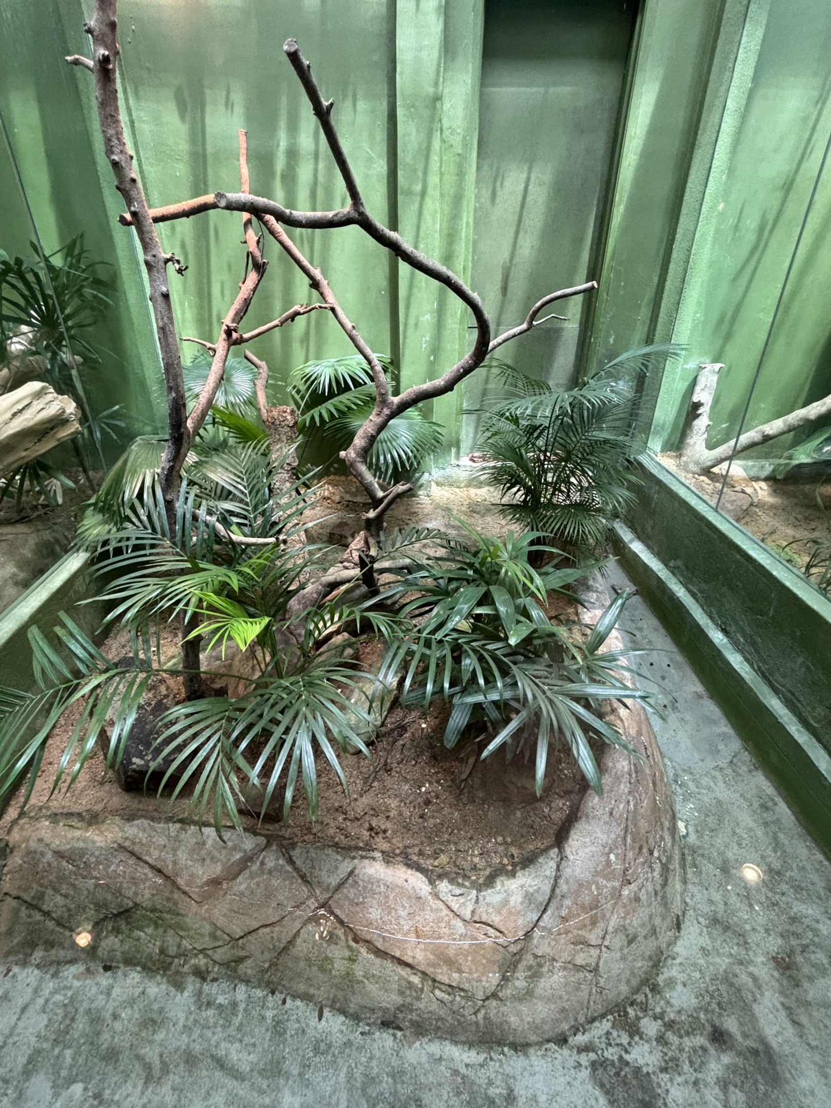 Dog-toothed Cat Snake Exhibit