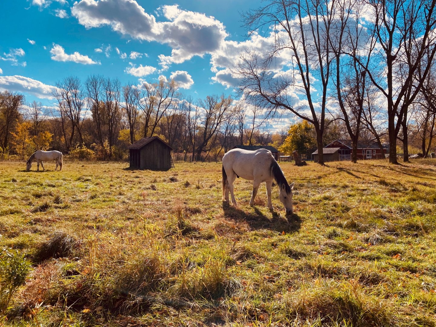 Doge nature center- horse paddock