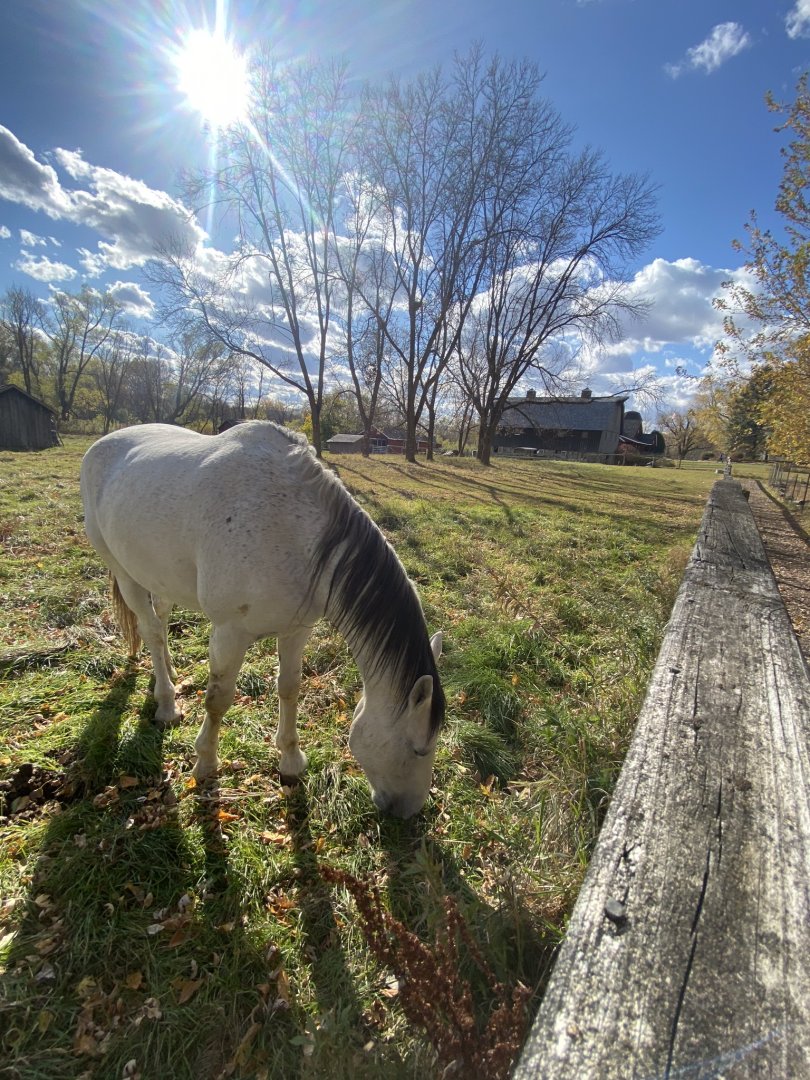 Doge nature center- horse