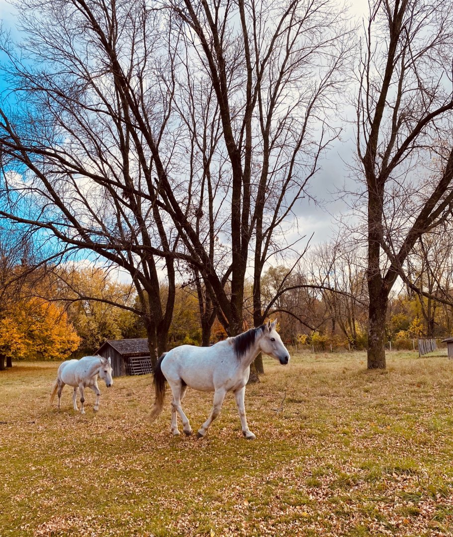 Doge nature center- horses