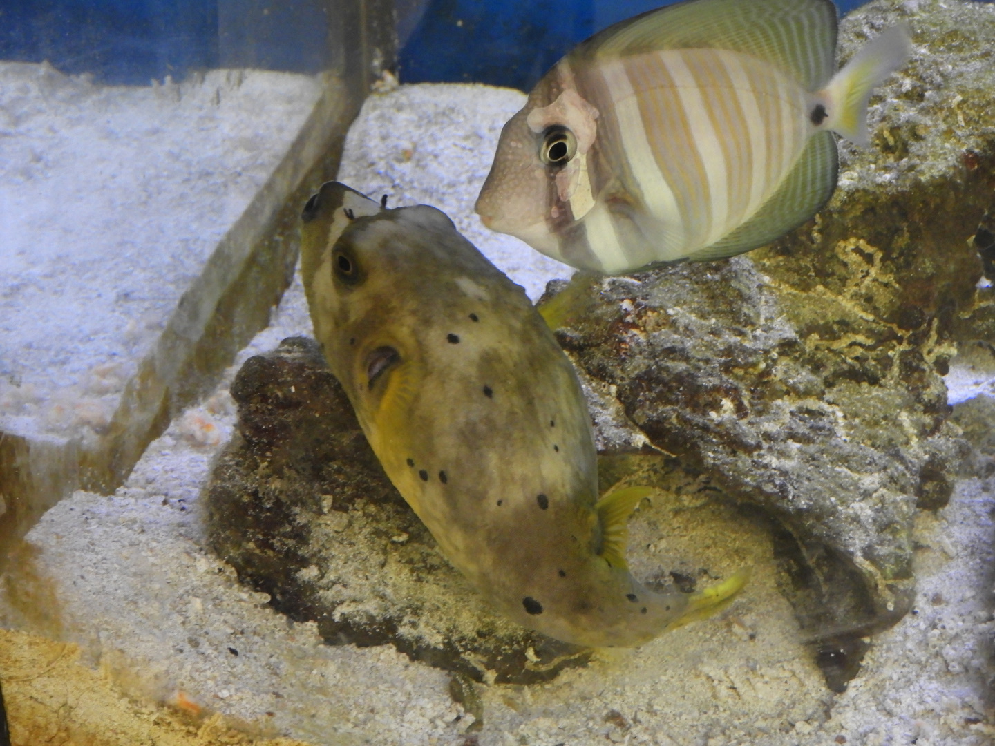 Dogface Puffer (Arothron nigropunctatus) and Sailfin Tang (Zebrasoma veliferum)