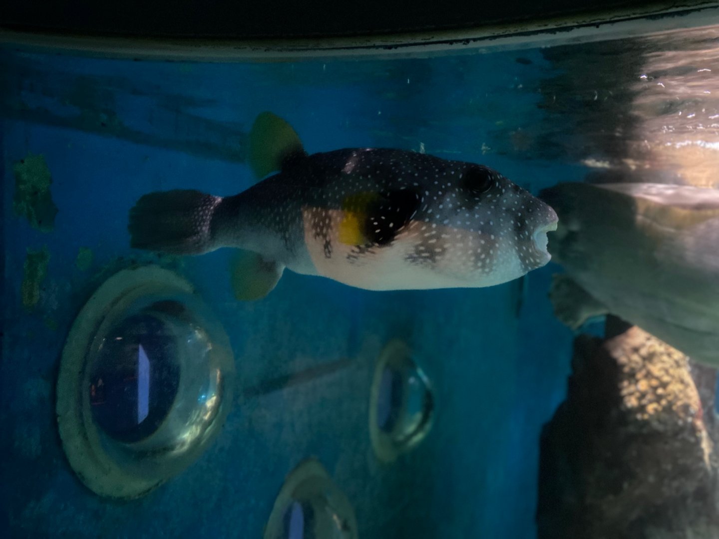 Dogface puffer fish 240122