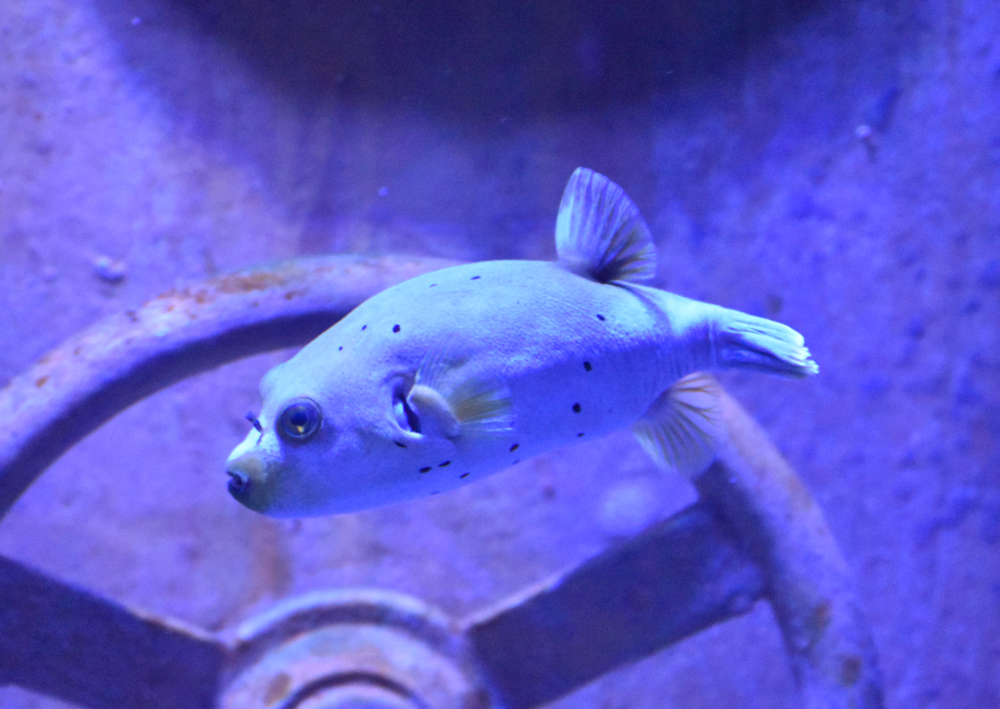 Dogface Pufferfish (new species)