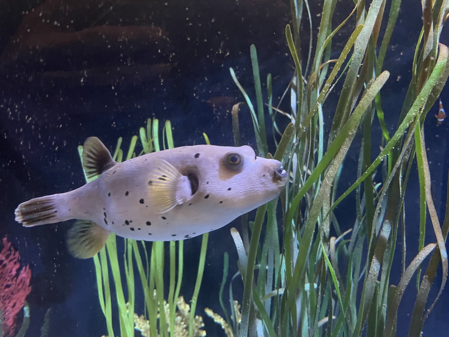 Dogface pufferfish