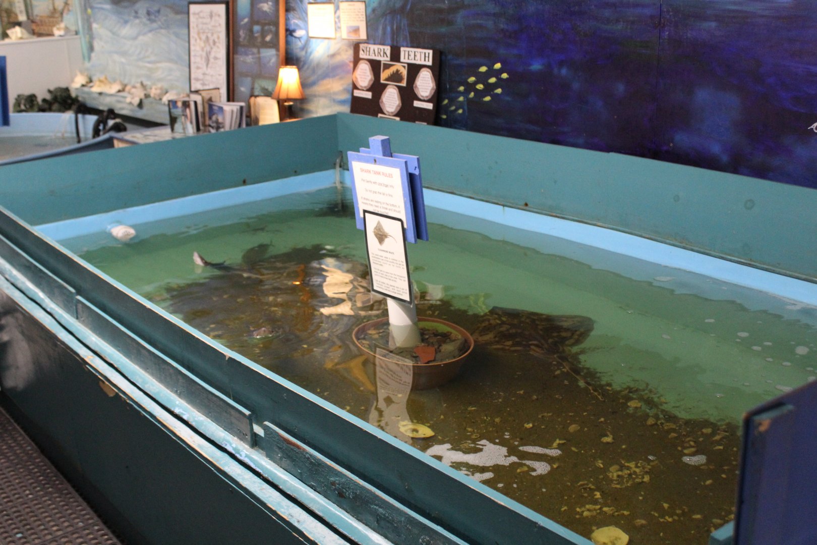 Dogfish & Skate Touchpool