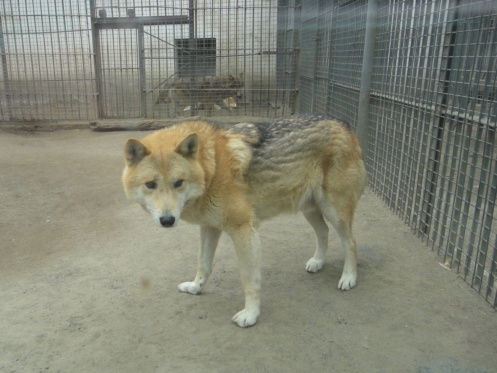 Doglike Tibetan wolf (Canis lupus chanco)