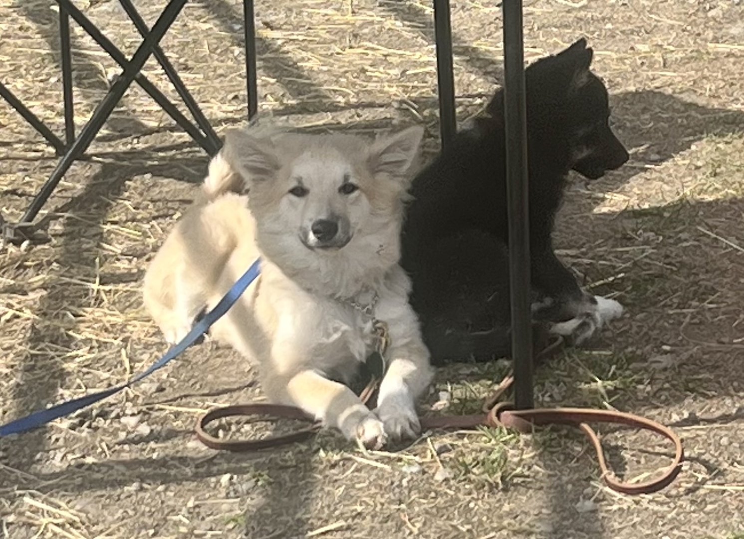 Dogs - Alaska State Fair