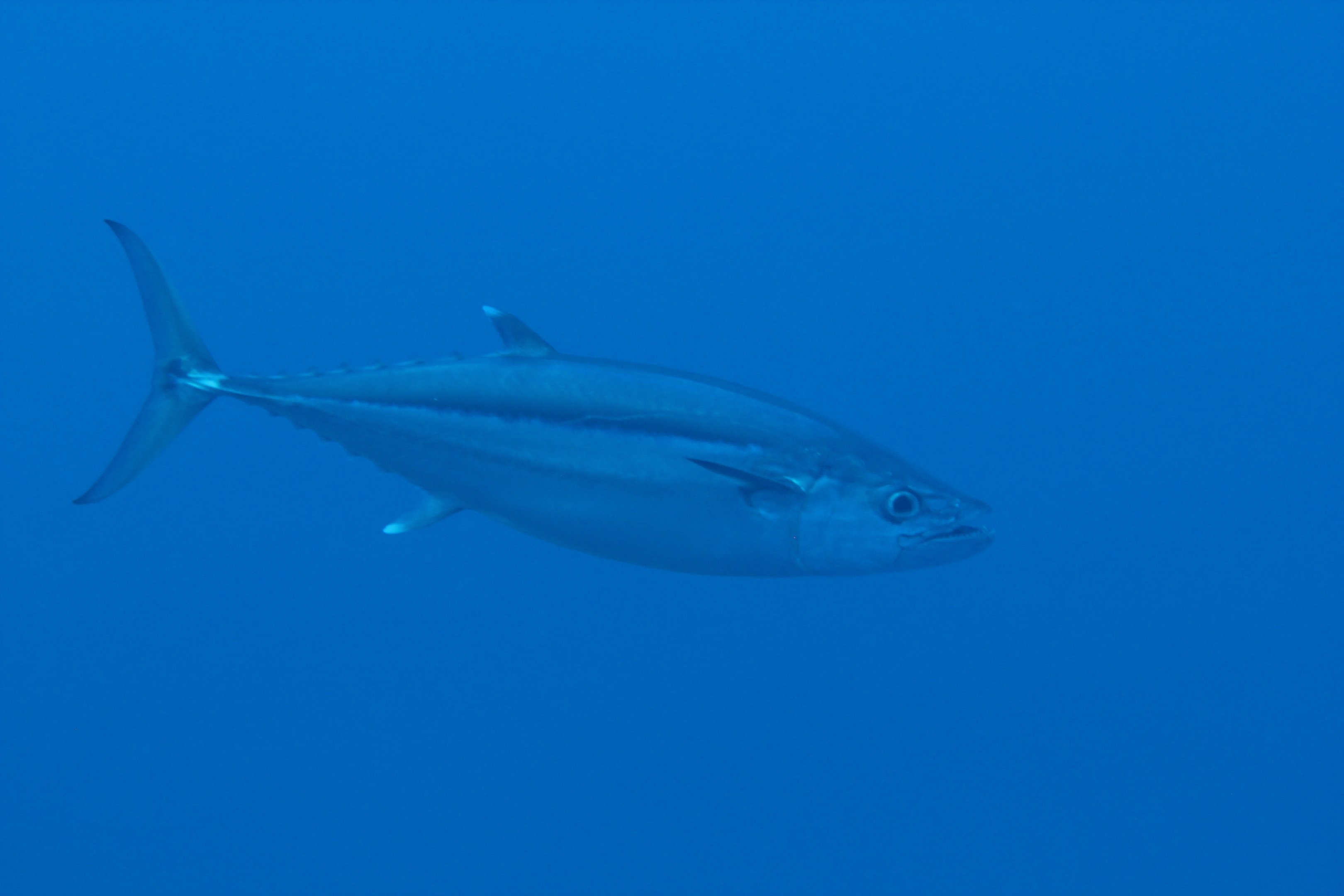 Dogtooth Tuna