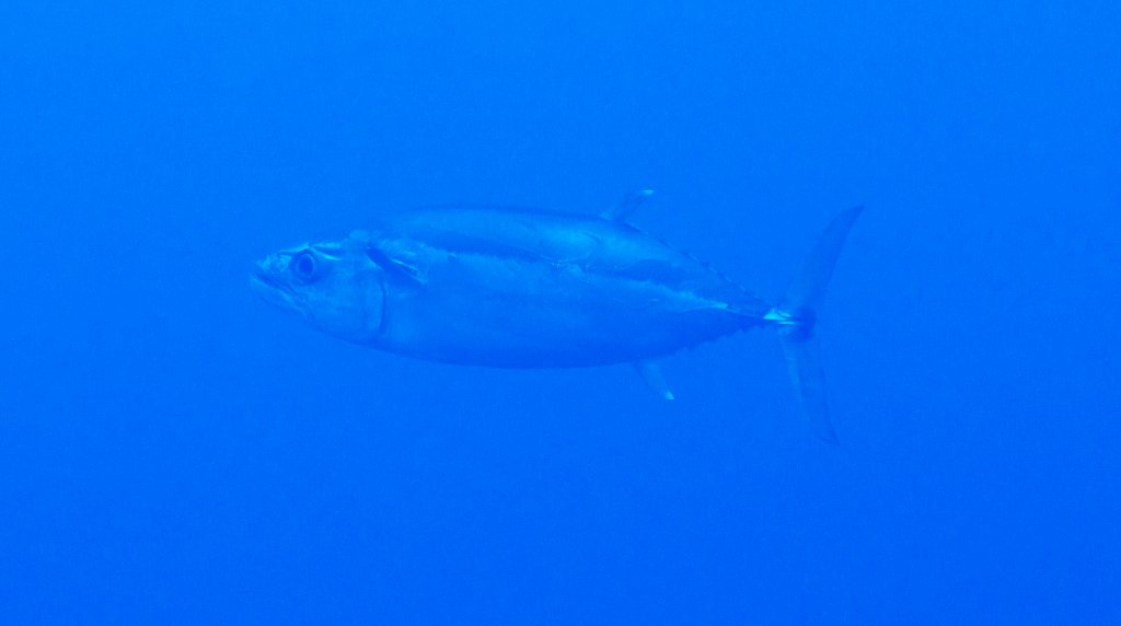 Dogtooth Tuna