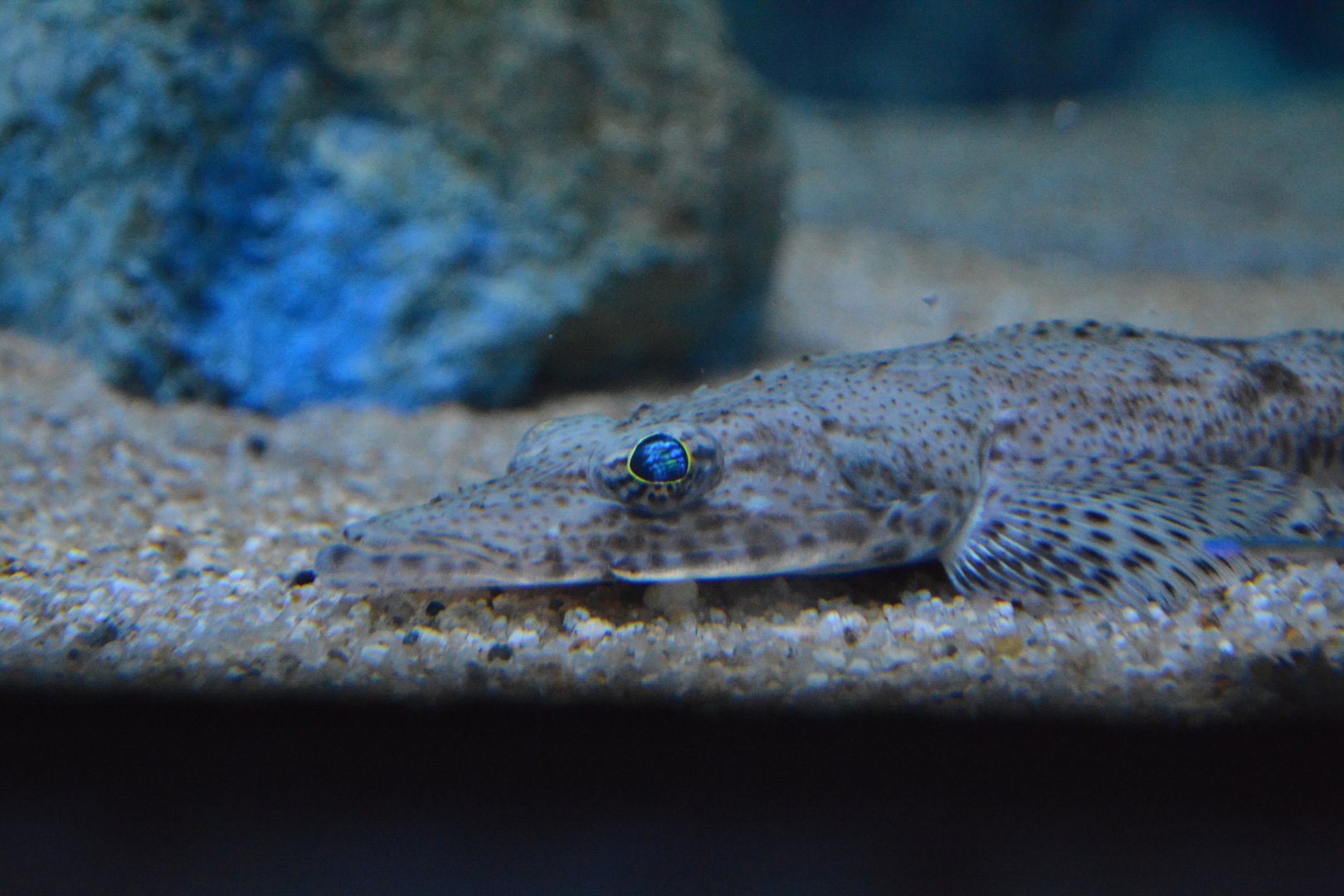 Dogtoothed flathead (Ratabulus megacephalus)