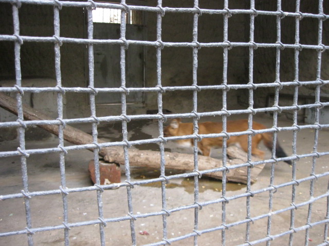 dohle( Armenia ) Yerevan zoo