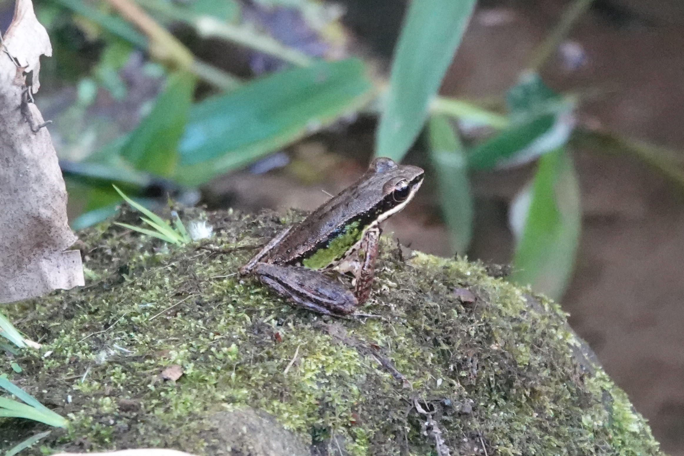 Doi Inthanon rock frog