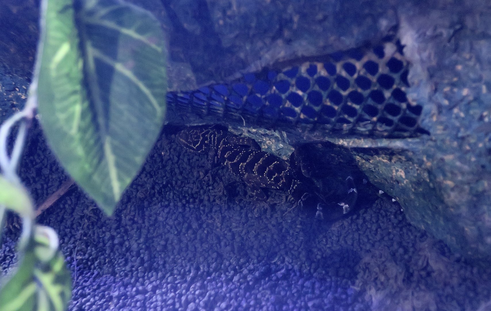 Doi Suthep Bent-Toed Gecko (Cyrtodactylus doisuthep)