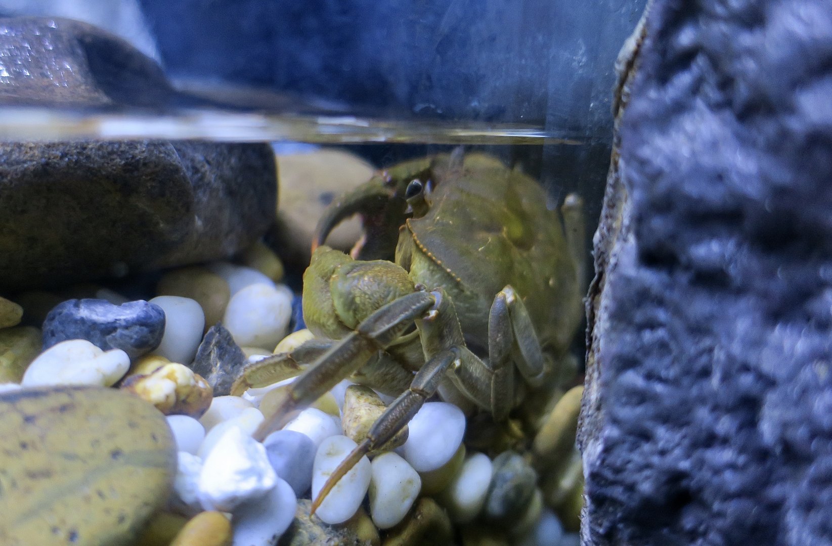 Doi Suthep Crab (Doimon doisutep)