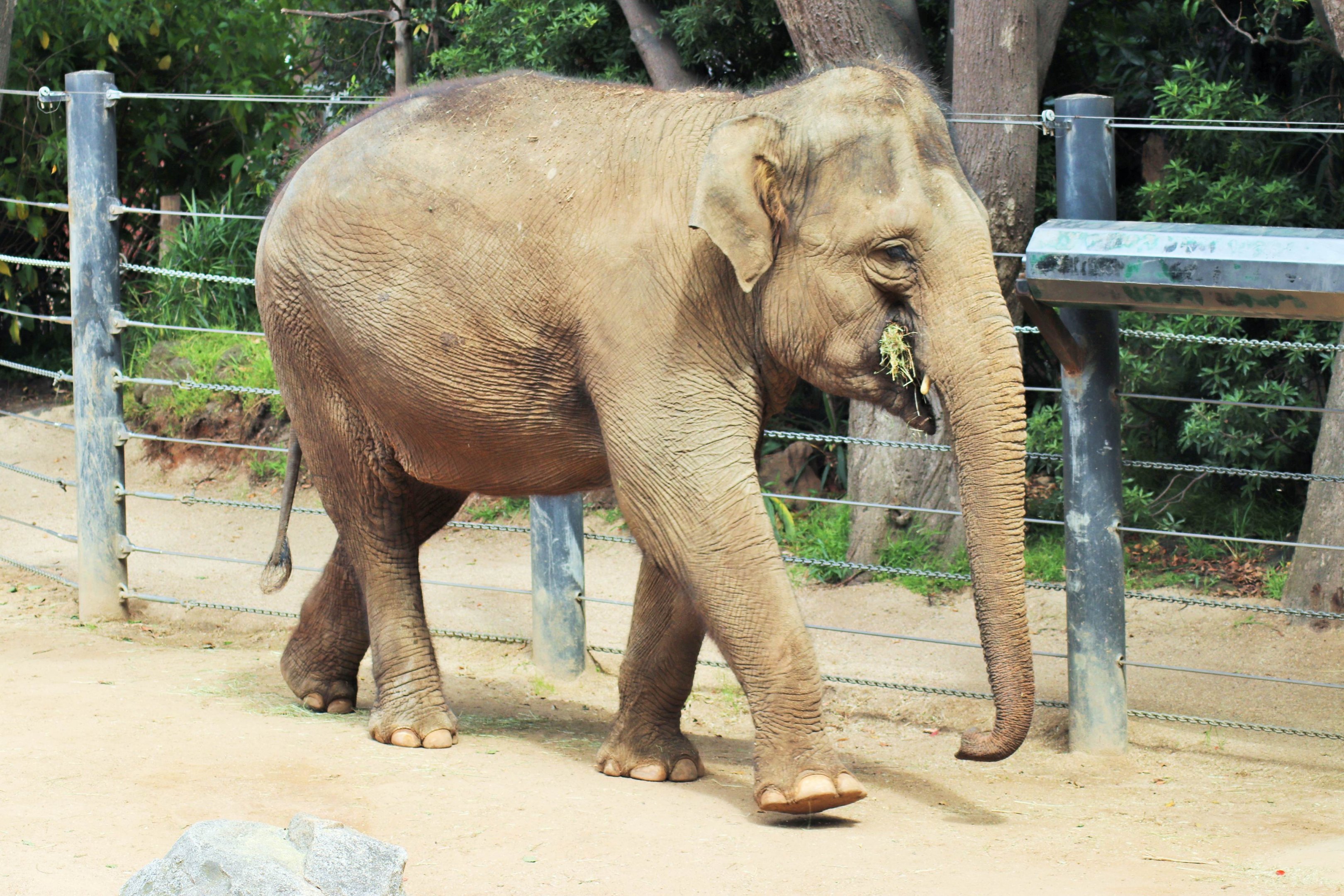 'Dokkoon' the Asian Elephant (Elephas maximus)