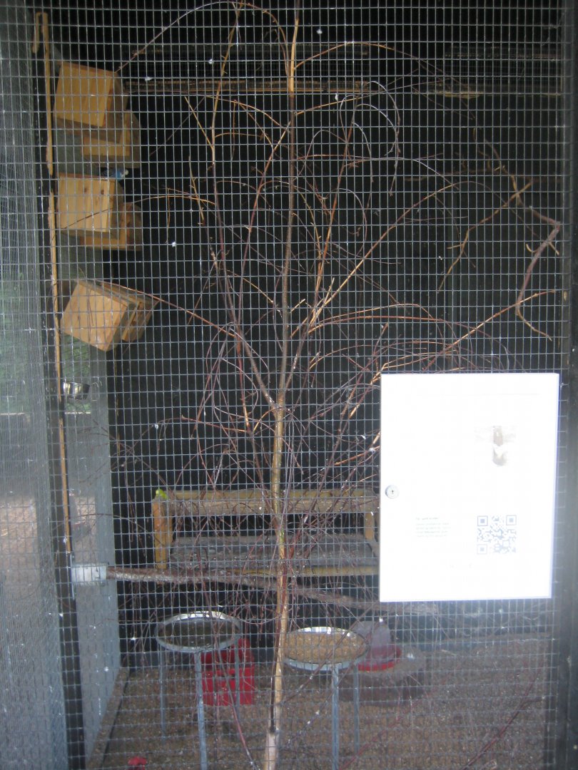 Doktorparken - Budgerigar aviary