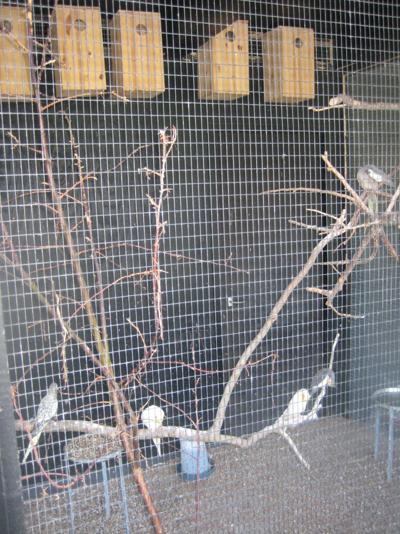 Doktorparken - Cockatiel aviary