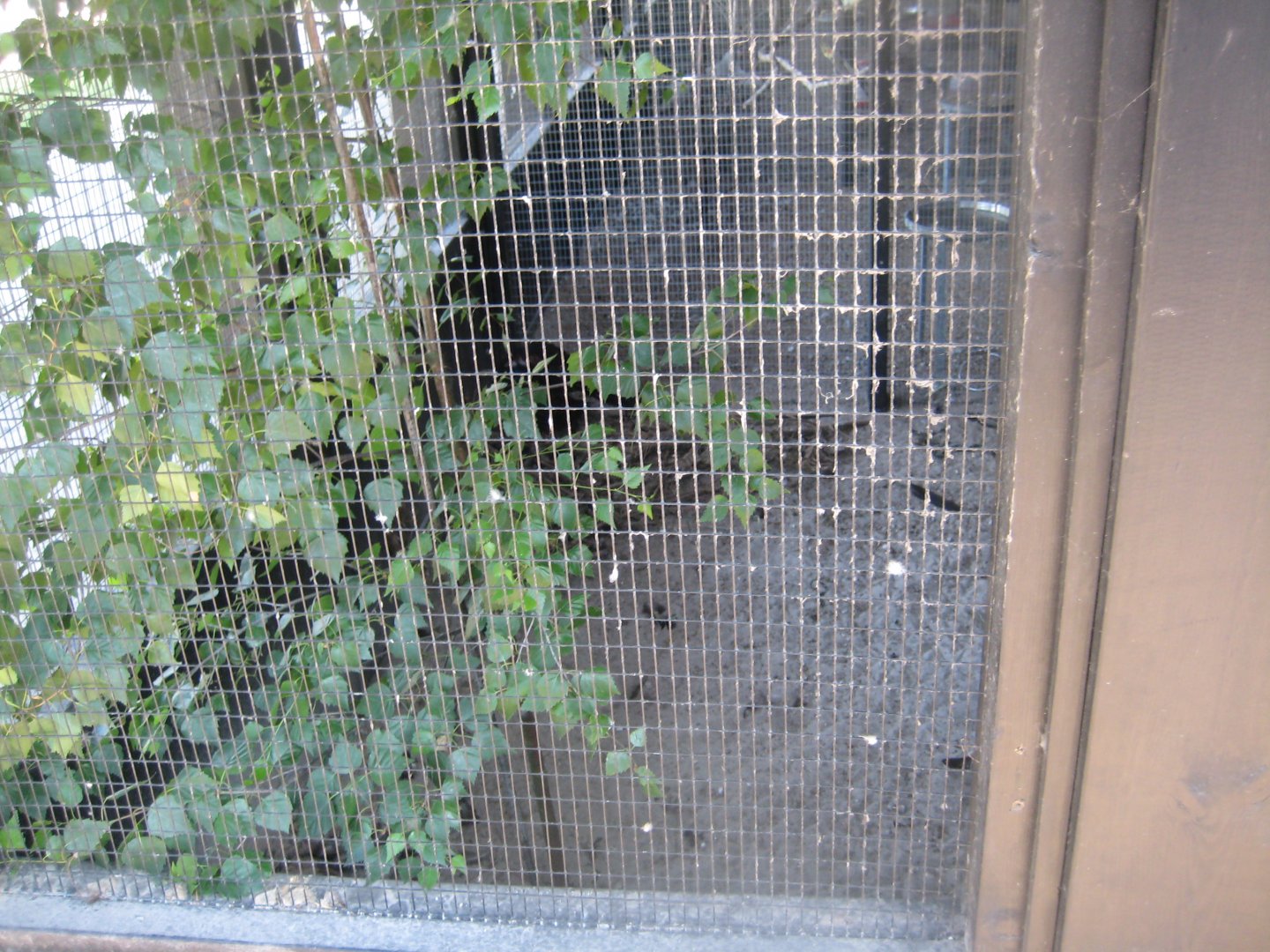 Doktorparken - Pheasant aviary