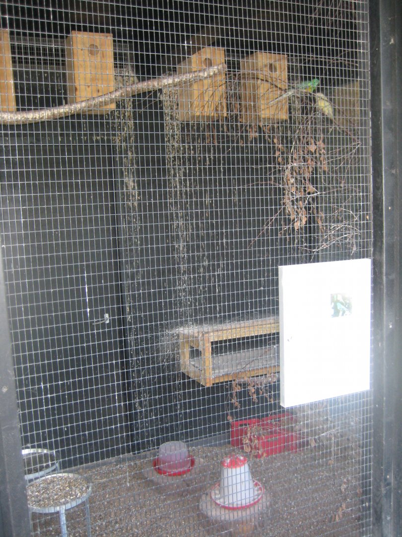 Doktorparken - Red-rumped parrot aviary